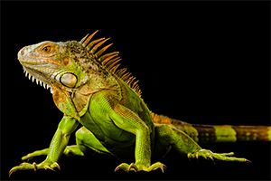 What Reptile Are You Most Like?