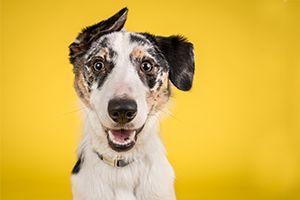 What's Your Redneck Catchphrase?