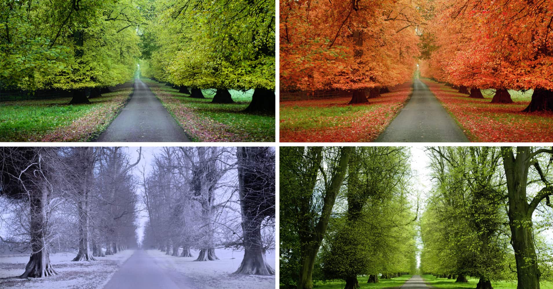 What Season Am I? Question 1 Which of these colors do you like the most?