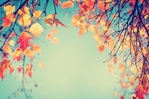 Which Season Are You?