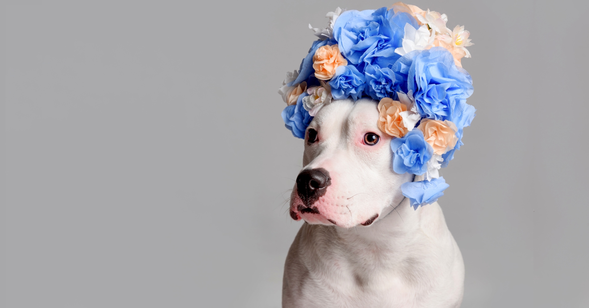 What Type Of Dog Should You Get? Quiz