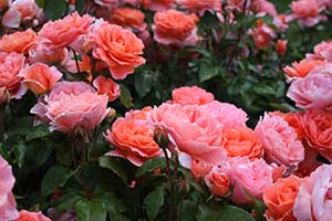 What Type Of Garden Should You Grow?