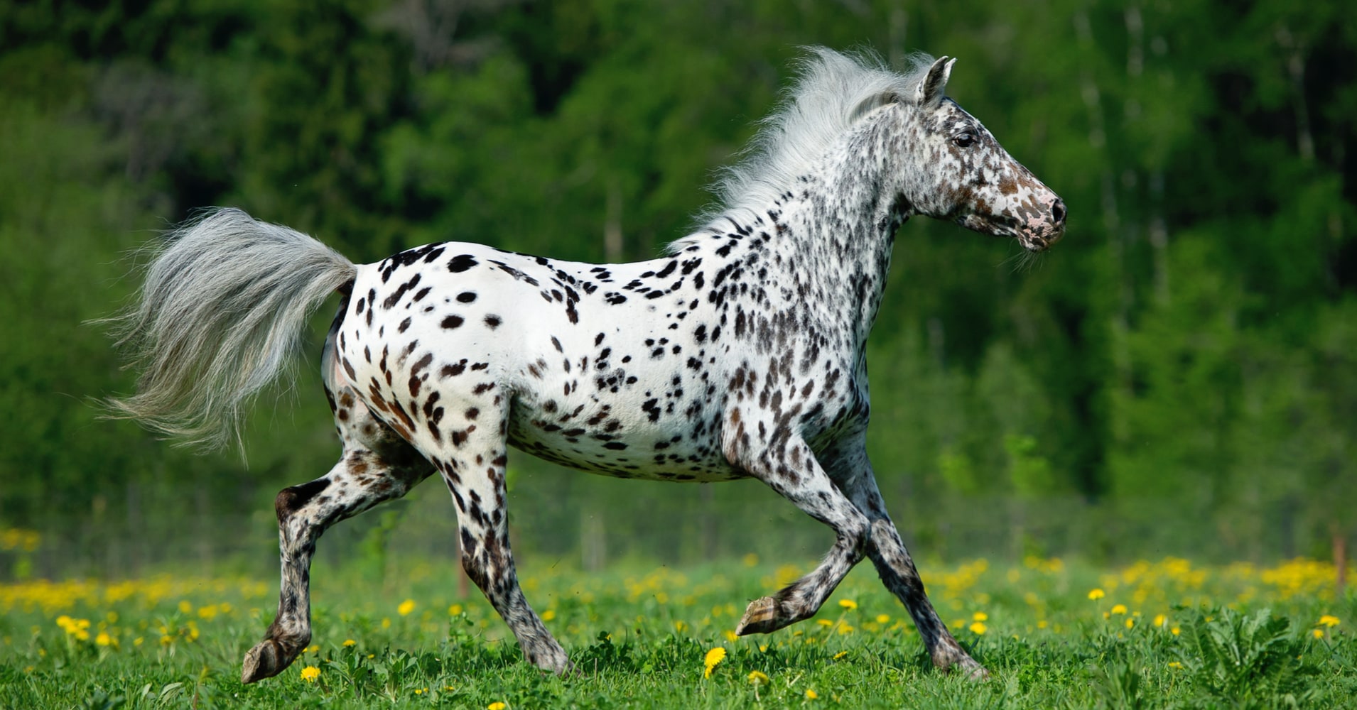 What Type Of Horse Are You? - Quiz - Quizony.com