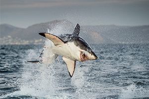 Which Apex Predator Are You?