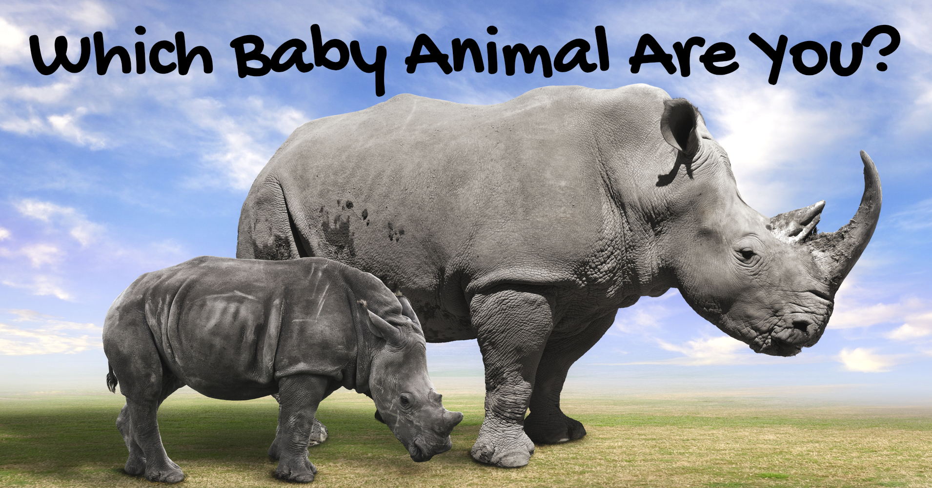 Which Baby Animal Are You? - Quiz 