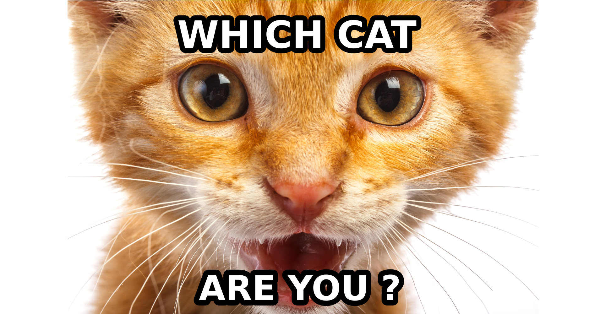 What Cat Breed Are You? Question 6 Are you funny?