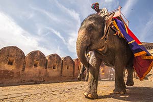 Which Endangered Animal Are You?