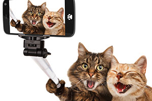 Which Famous Cat Are You?