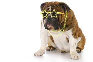 Which Famous Dog Are You?