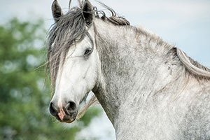 Which Horse Breed Are You?