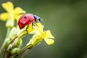 Which Insect Are You?