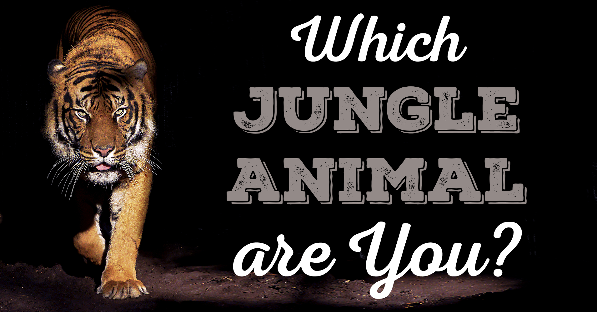Which Jungle Animal are You? Quiz