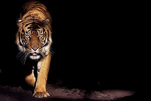 Which Jungle Animal are You?