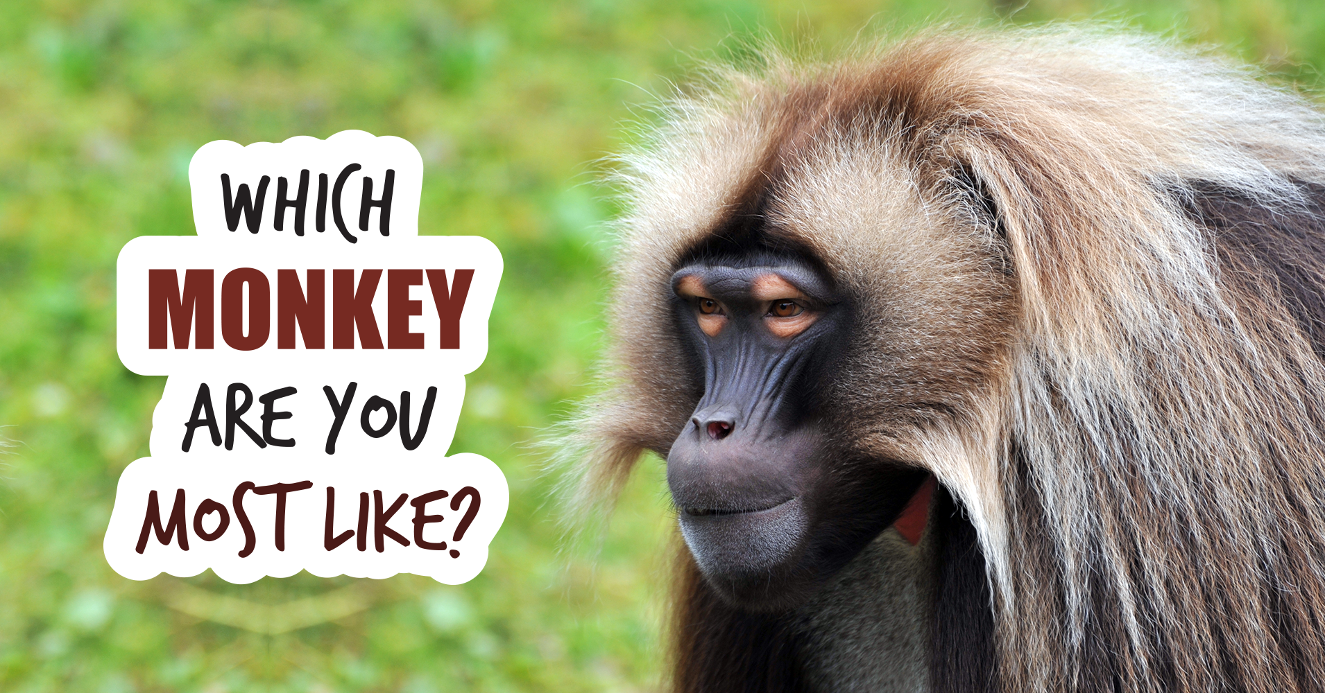 Which Monkey Are You Most Like? - Quiz - Quizony.com