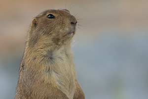 Which Rodent Is Your Frenemy?
