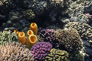 Which Sea Creature Are You?