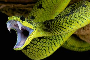 Which Snake Are You?