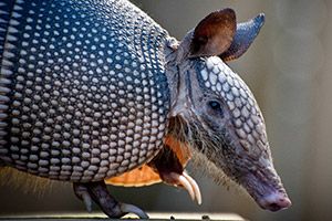 Which Weird Animal Are You?