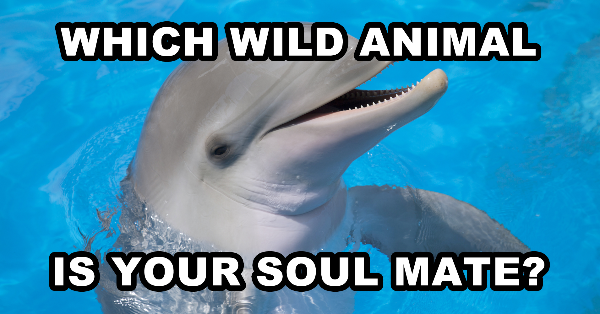 Which Wild Animal Is Your Soul Mate? - Quiz 